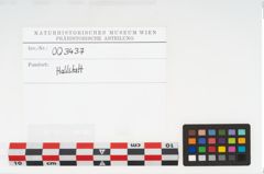 Etikett zu Bronzedrahthalsring (NHMW-PRAE-003437)